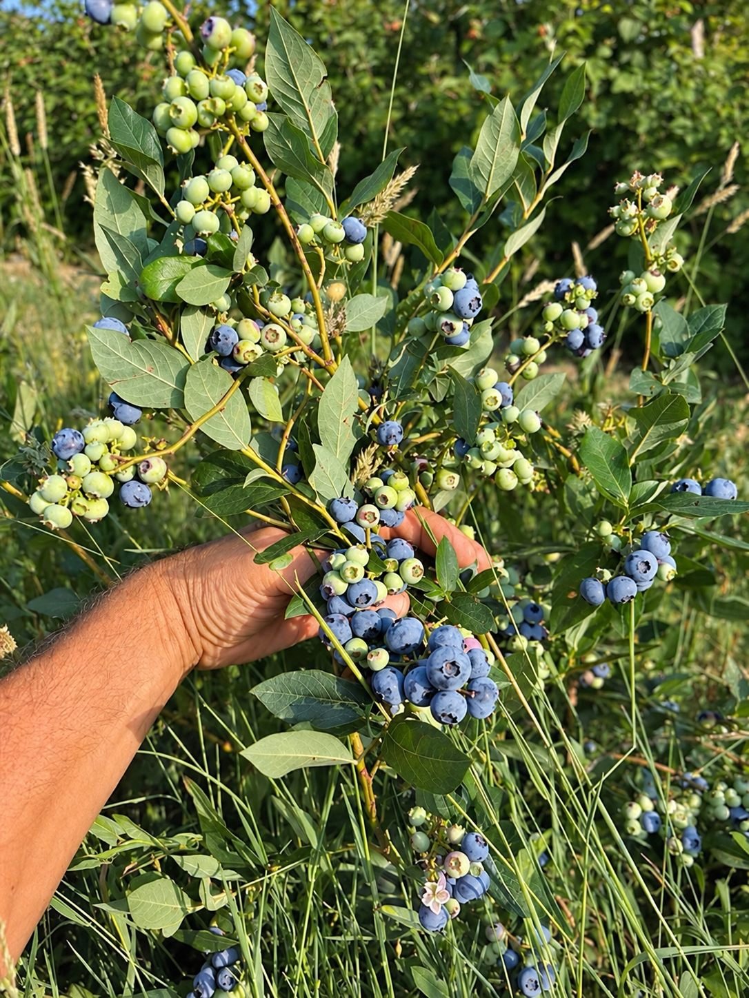 Blueberries picked from the bush by hand