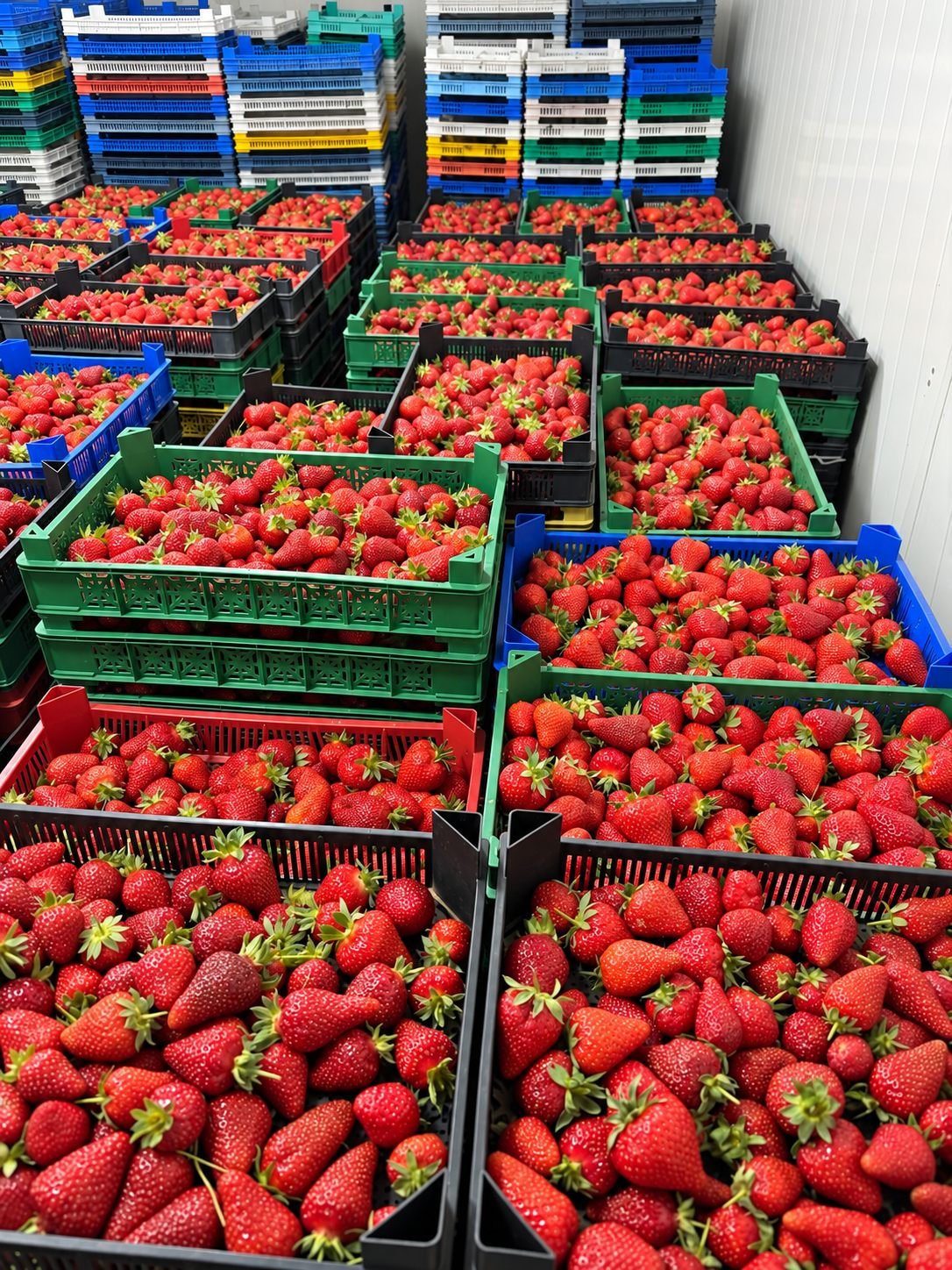 In cold storage, ready for dispatch