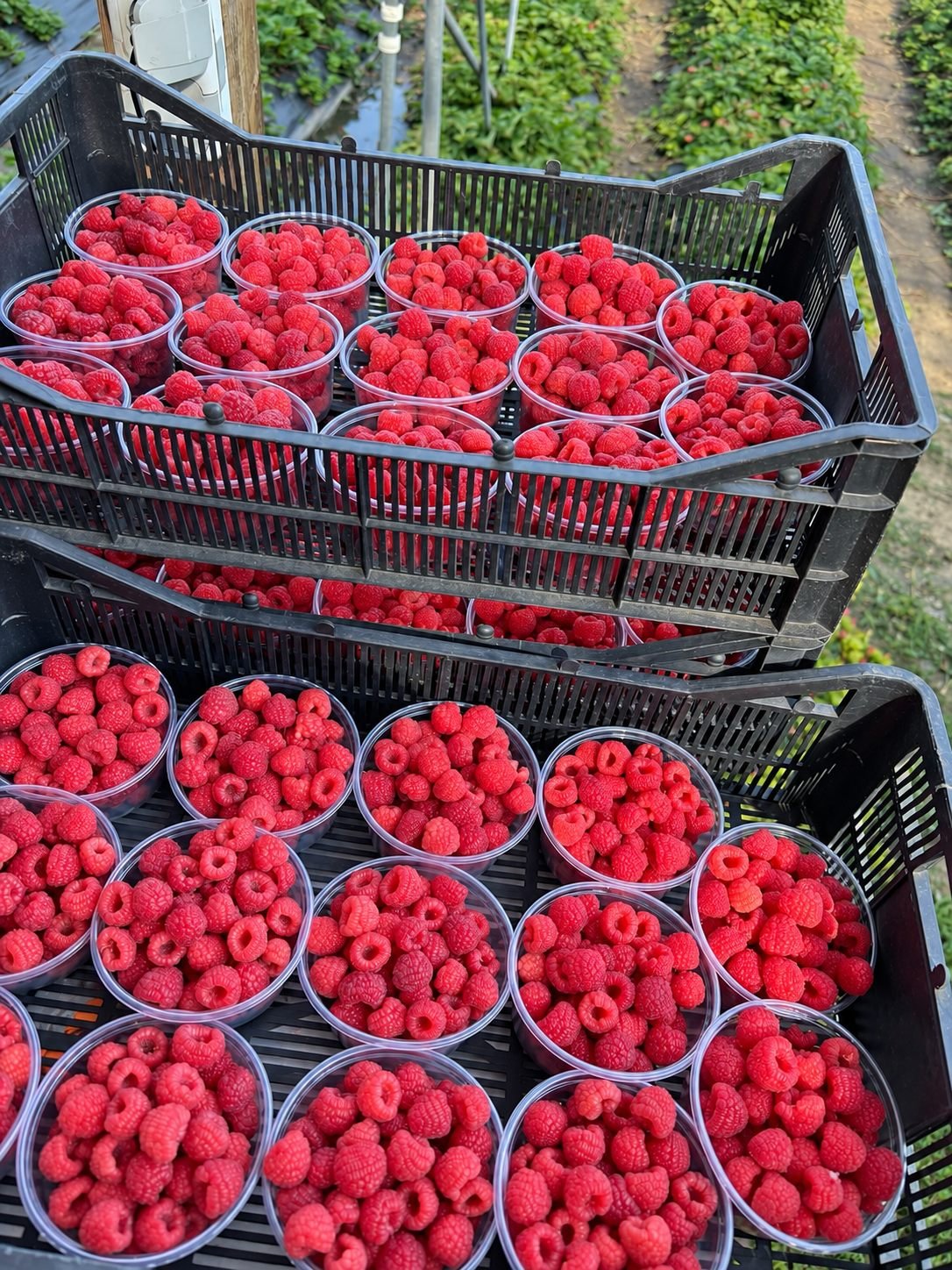 Raspberries packed on the day they are picked