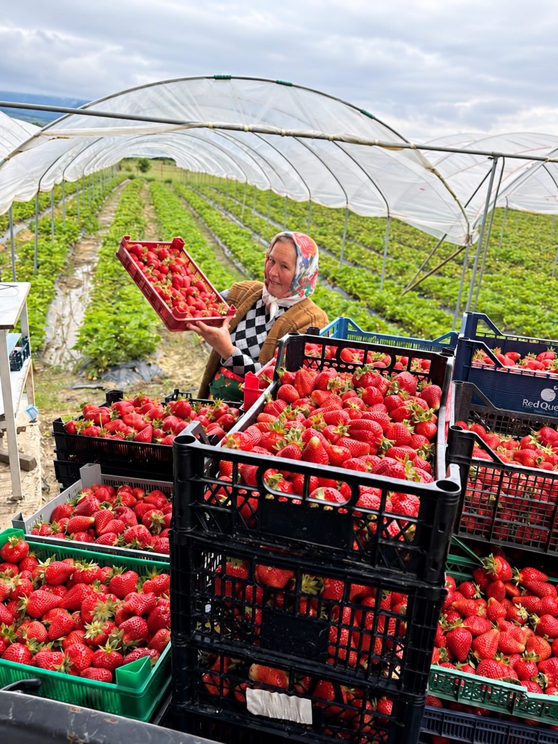 Picked by hand at full ripeness