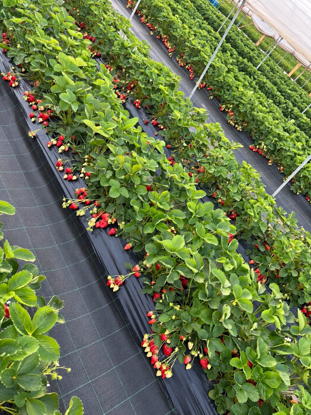 Strawberries growing under polytunnels